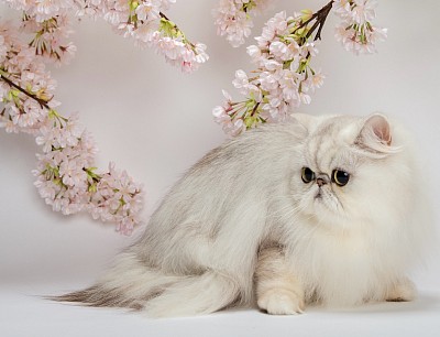 Cat Salon・Cat Hotel・猫のオーナー様募集・ペット保険代理店