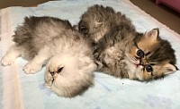 ペルシャ猫・チンチラシルバー・チンチラゴールデン・シェーデッドシルバー・シェーデッドゴールデン
