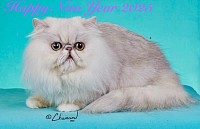 謹賀新年、猫、新年、