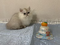 子猫、ペルシャ猫、チンチラ、猫、シルバー、ベビー、