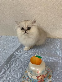 子猫、ペルシャ猫、チンチラ、シェーデッドシルバー、女の子