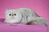 猫ちゃんのシャンプー & 全身カットコース