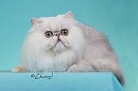 猫ちゃんの爪切り