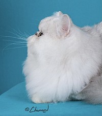 猫ちゃんの部分カット 胸 •  お腹 • お尻周り • 足裏