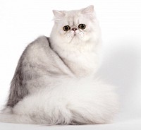 猫ちゃんの一時預かり • ホテル