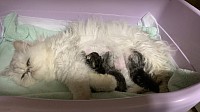 猫、ペルシャチンチラシェーデッドシルバーの赤ちゃん