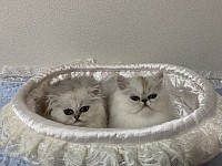 ペルシャ猫チンチラシルバー、猫ブリーダー、猫サロン、猫ホテル