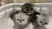 子猫,チンチラベビー,ペルシャ猫ベビー,子猫の成長記録
